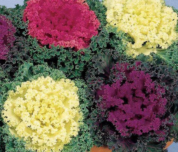 Mixed Color Brassica Oleracea Flower Seeds for Planting – Heirloom, Non-GMO, Drought Tolerant, High Germination