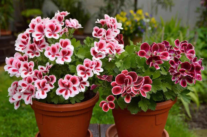 White Red Univalve Geranium Flower Seeds for Planting – Heirloom Non-GMO High Germination Organic Garden Seeds