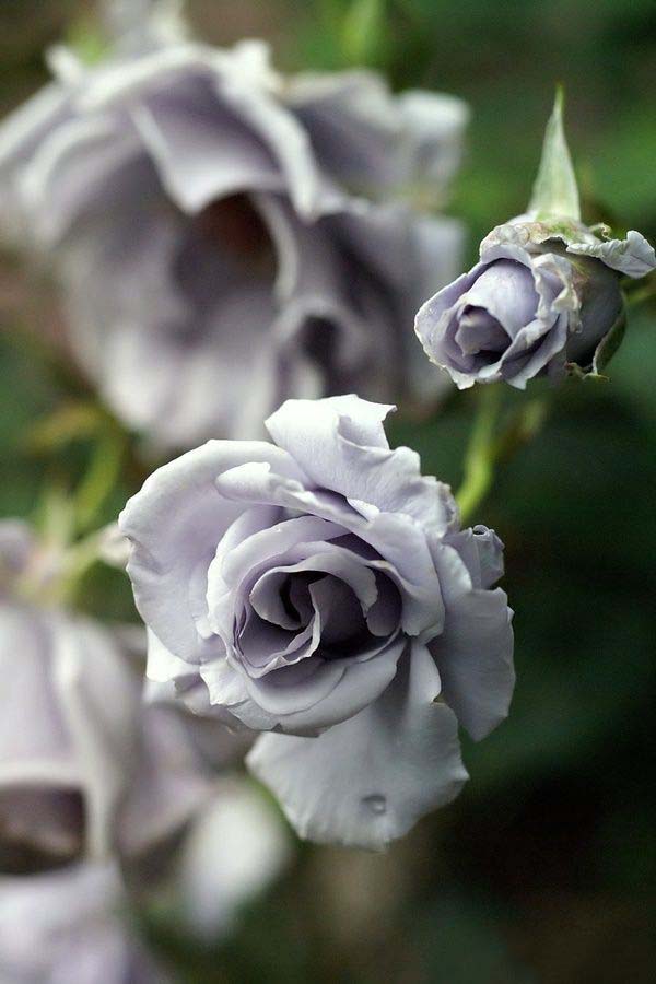 Gray White Rose Flower Seeds for Planting – Heirloom, Non-GMO, Pollinator Friendly High Germination Seeds