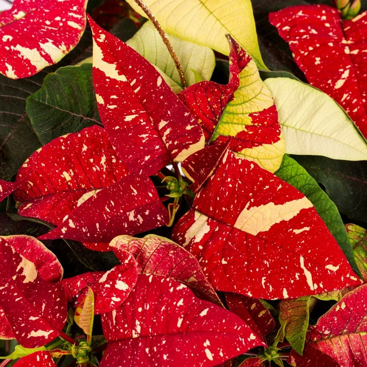 Red White Poinsettia Flower Seeds for Planting – Low Maintenance, Heirloom, GMO Free Garden Seeds
