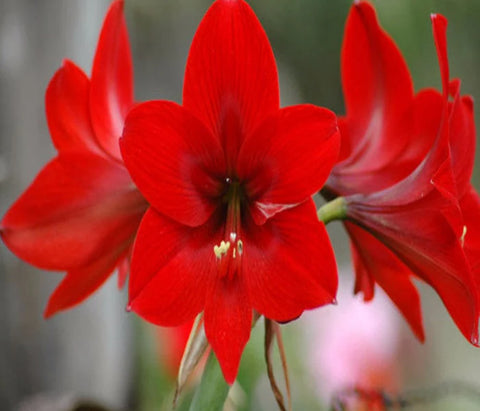 Flower Seeds, Seeds,Seeds For Planting,Plant Seeds