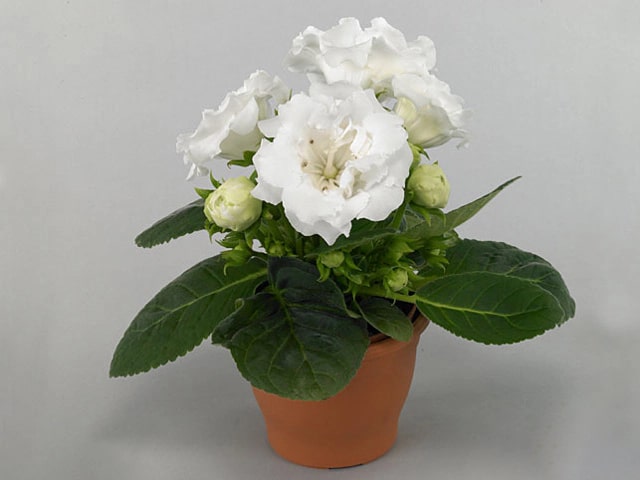 White Gloxinia Flower Seeds for Planting – Heirloom Non-GMO High Germination Organic Garden Seeds