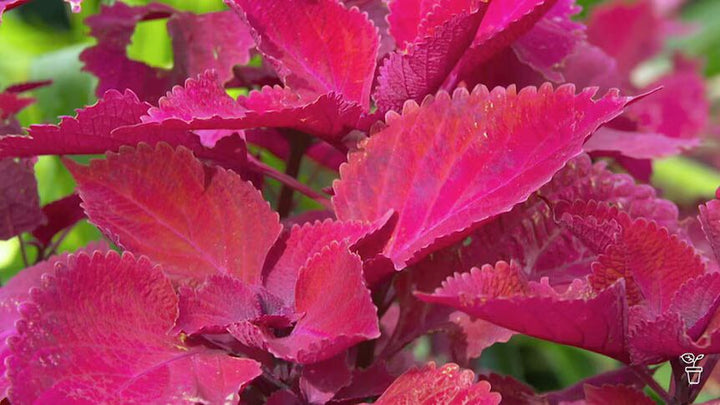 Pink Coleus Flower Seeds for Planting – Non-GMO, Shade Tolerant Heirloom Organic Garden Seeds