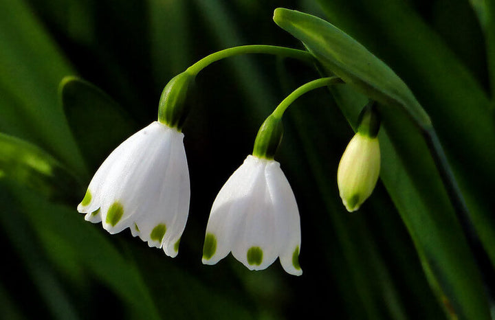 Snowdrop Flower Seeds for Planting – Heirloom, Non-GMO, Compact Growth, High Germination Garden Seeds