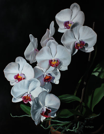 Gray Phalaenopsis Orchid Flower Seeds for Planting – Heirloom, Non-GMO, Seasonal Bloomer, High Germination