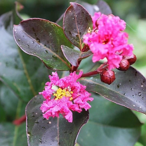 Pink Crepe Myrtle Flower Seeds for Planting – Heirloom Non-GMO, High Germination Organic Garden Seeds
