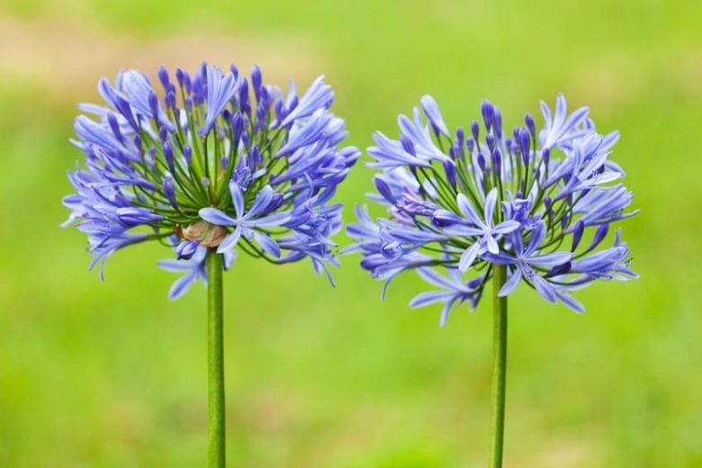 Agapanthus Flower Seeds for Planting – Heirloom Non-GMO, High Germination, Organic Garden Seeds