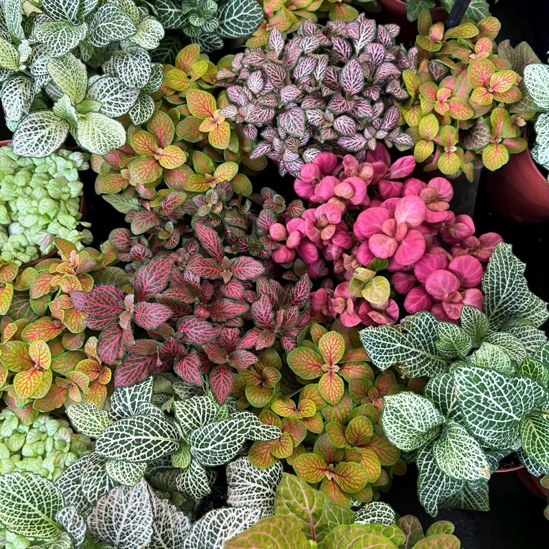 Mixed Fittonia Verschaffeltii Flower Seeds for Planting – Heirloom Non-GMO, High Germination Organic Garden Seeds
