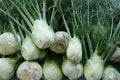 Florence Fennel Seeds for Planting – Heirloom & Non-GMO Bulbing Herb for Culinary & Medicinal Gardens