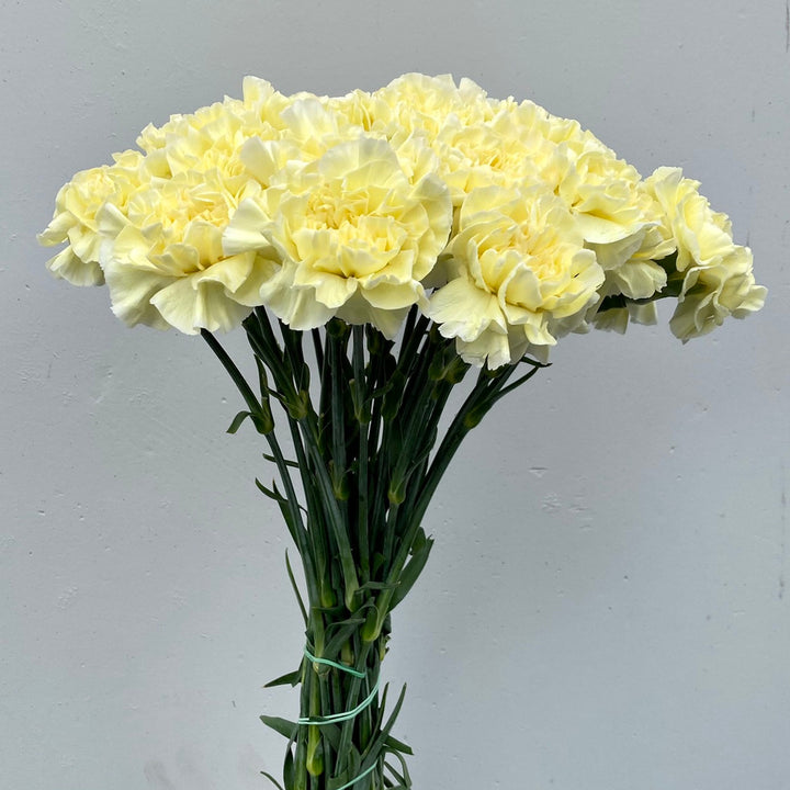 Light Yellow Dianthus Caryophyllus Flower Seeds for Planting – Heirloom, Non-GMO, High Germination