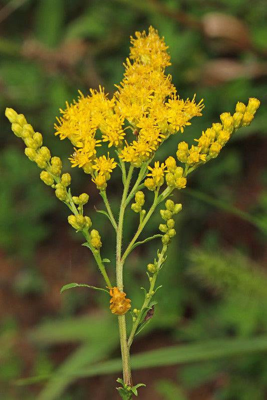 Goldenrod Flower Seeds for Planting – Wildflower Mix, Heirloom Non-GMO, High Germination Organic Garden Seeds
