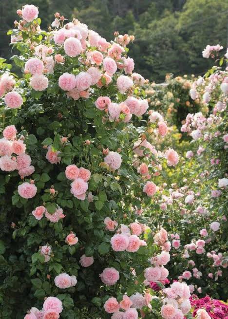 Rose Pink Climbing Perennial Rose Seeds for Planting – Heirloom, Non-GMO, High Germination Garden Seeds