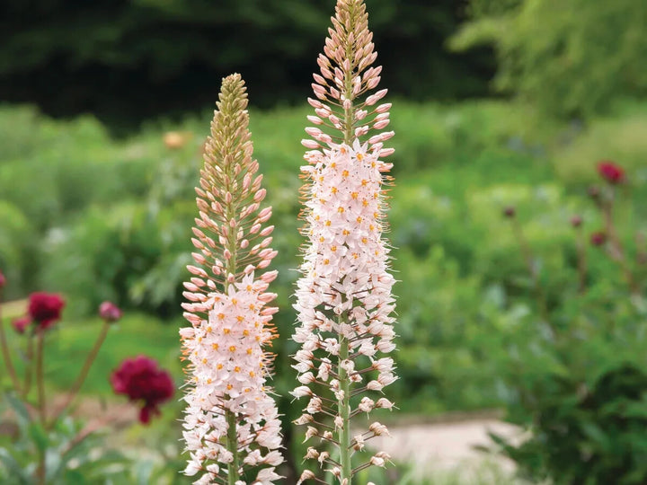 Eremurus Flower Seeds for Planting – Heirloom Non-GMO, High Germination Organic Garden Seeds