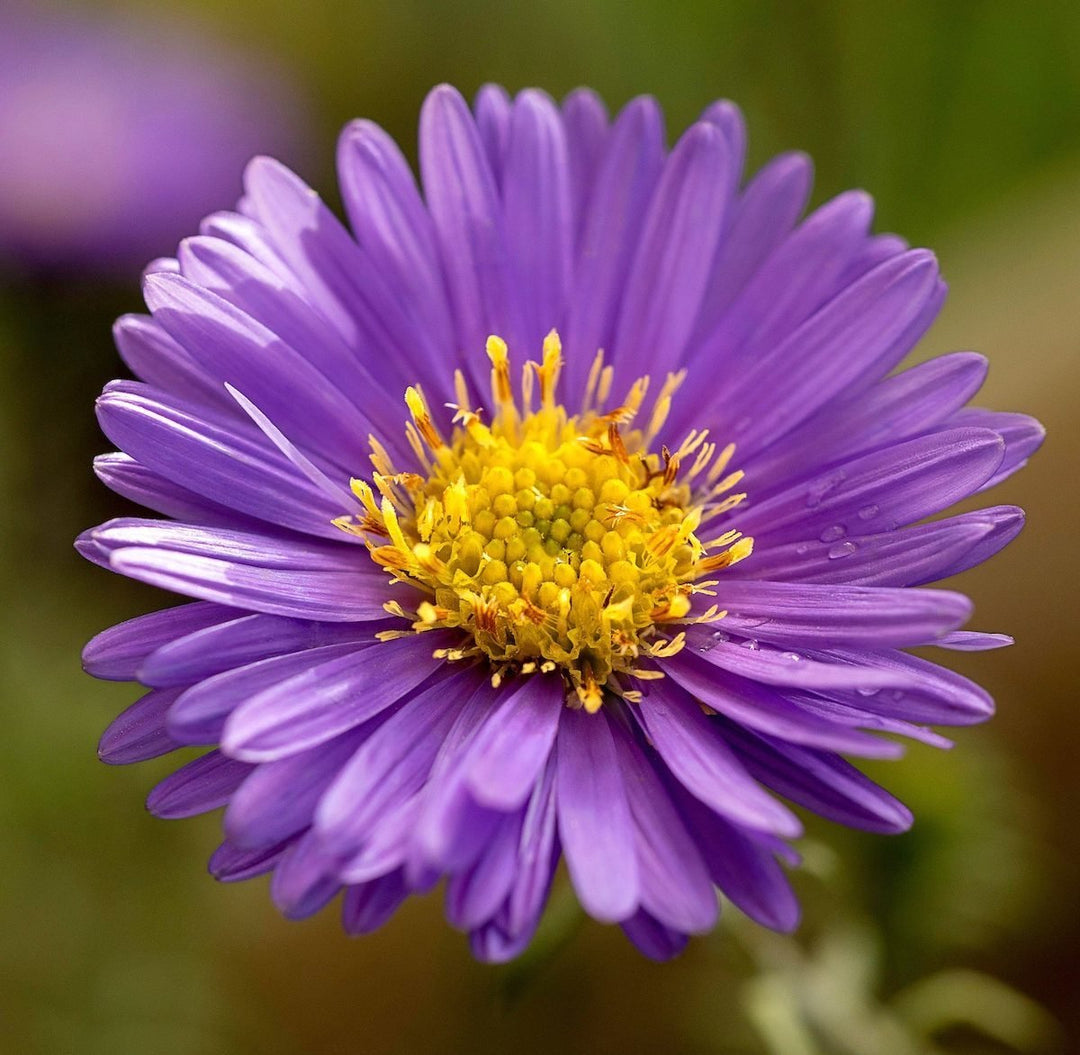 Lavender Aster Flower Seeds for Planting – Heirloom Non-GMO, High Germination Organic Garden Seeds