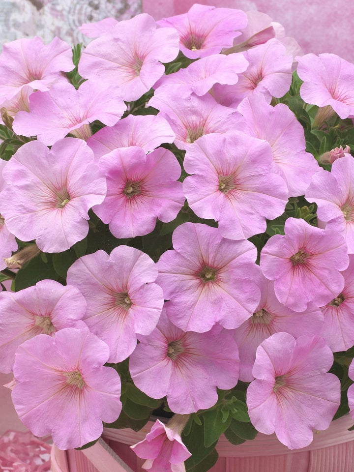 Light Pink Petunia Flower seeds for Planting - Vibrant Colors, Heirloom &amp; GMO Free Seeds for Home Garden Non-GMO High Germination