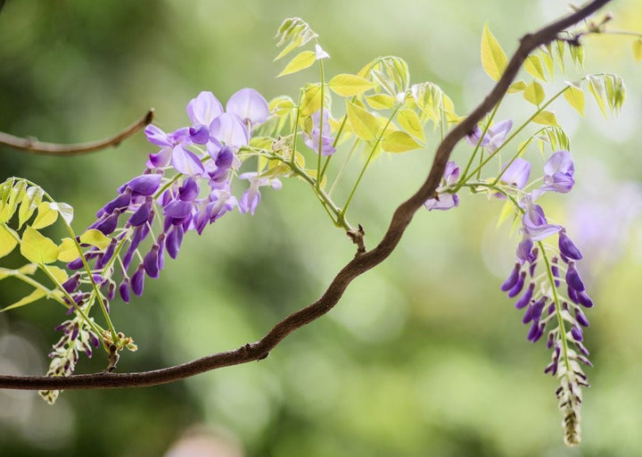 Perennial Vine Climbing Flower Seeds for Planting – Heirloom, Non-GMO, High Germination Organic Garden Seeds