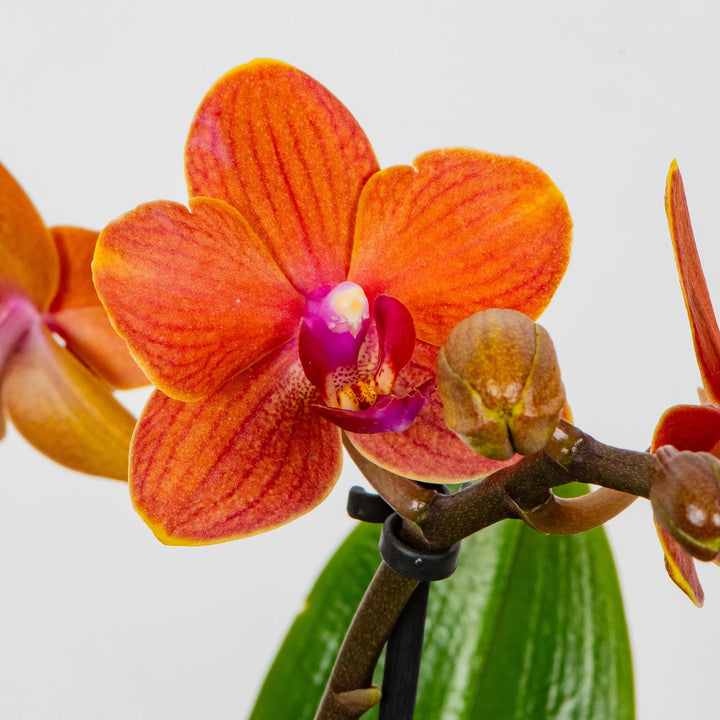 Orange Phalaenopsis Orchid Flower Seeds for Planting Heirloom Non-GMO High Germination Organic Garden Seeds
