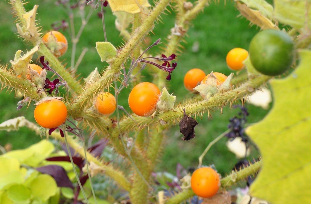 Naranjilla Fruit Seeds for Planting – Heirloom, Non-GMO Exotic Tart Citrus Garden Fruit Seeds