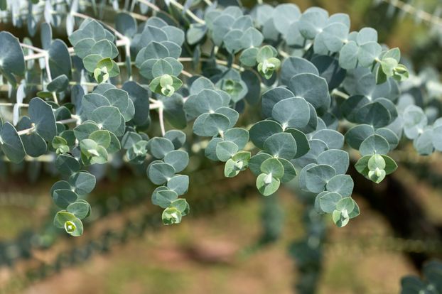 Eucalyptus Globulus Herb Seeds for Planting – Heirloom, Non-GMO Seeds for Aromatic Home Gardens