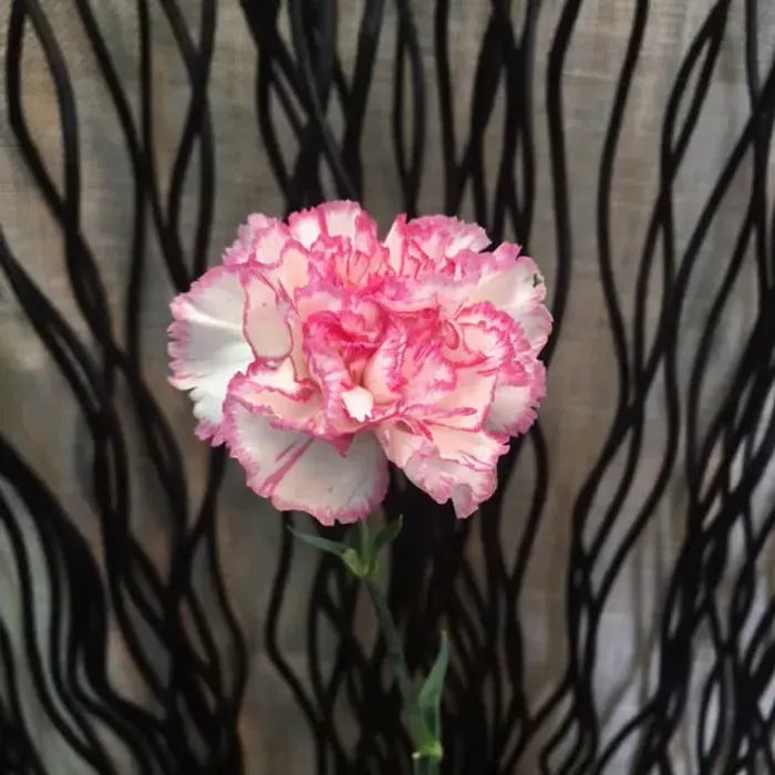 Pink White Carnation Flower Seeds for Planting – Heirloom, Non-GMO, Compact Growth Garden Seeds