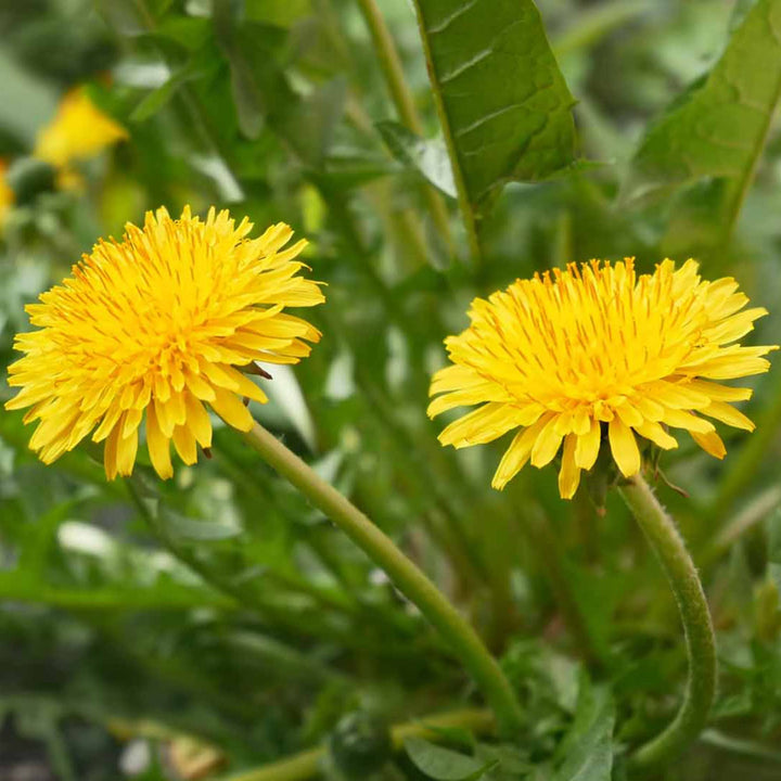 Flower Seeds, Seeds,Seeds For Planting,Plant Seeds