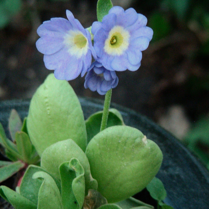 Flower Seeds, Seeds,Seeds For Planting,Plant Seeds