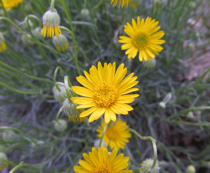 Flower Seeds, Seeds,Seeds For Planting,Plant Seeds