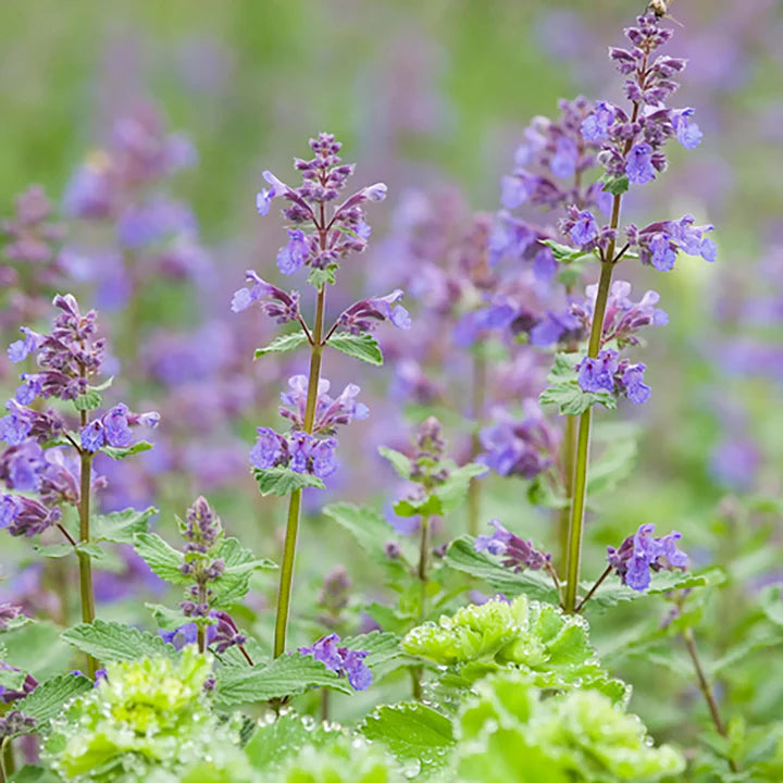 Purple Catmint Flower Seeds for Planting – Heirloom, Non-GMO, Sun Loving, Organic Garden Seeds
