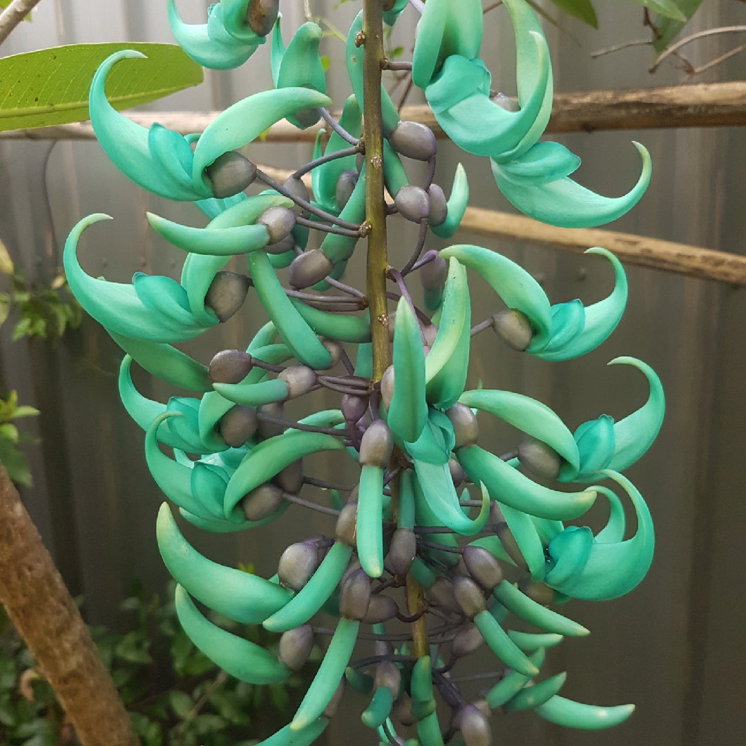 Flower Seeds, Seeds,Seeds For Planting,Plant Seeds