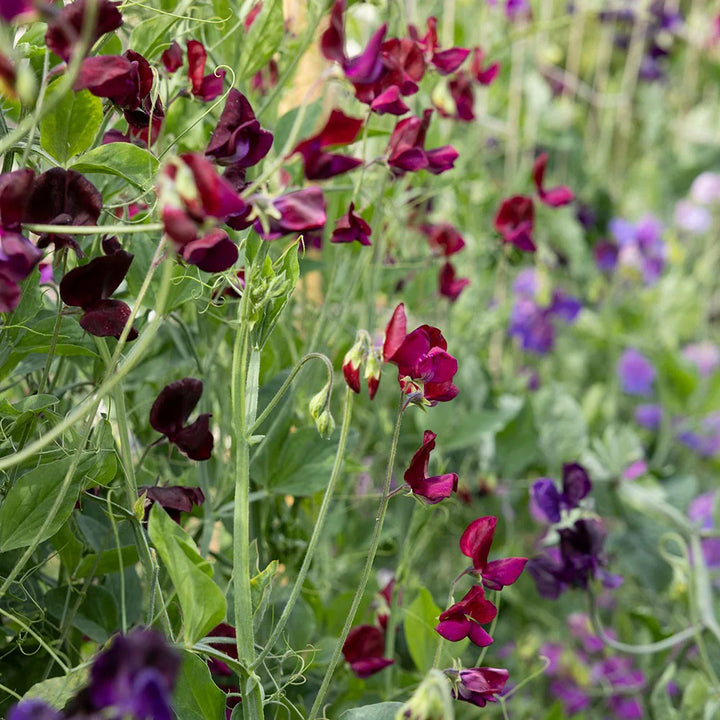 Flower Seeds, Seeds,Seeds For Planting,Plant Seeds