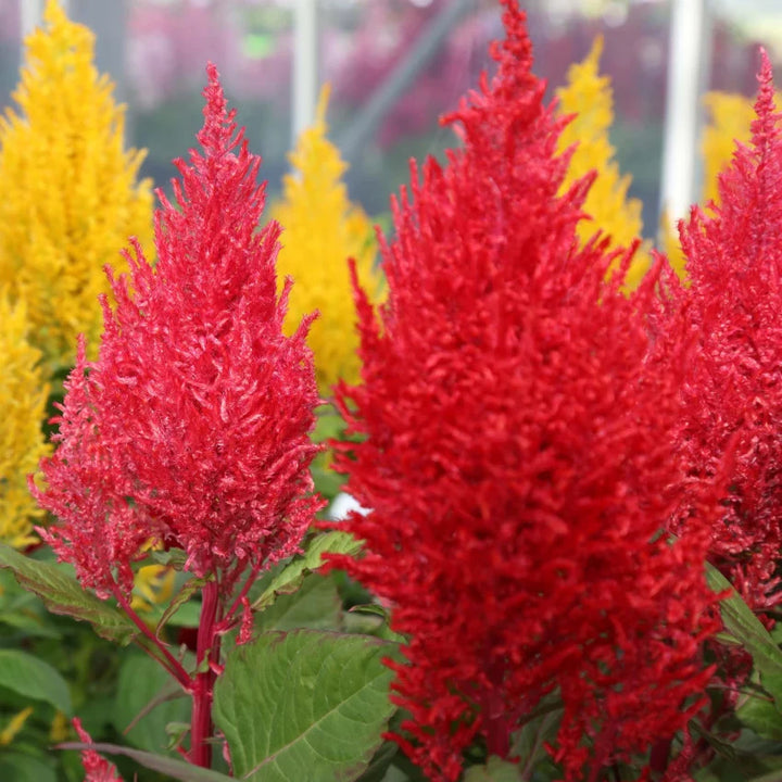 Flower Seeds, Seeds,Seeds For Planting,Plant Seeds