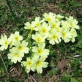 Light Yellow Primula Malacoides Flower Seeds for Planting – Heirloom, Non-GMO Border-Perfect Organic Garden Seeds