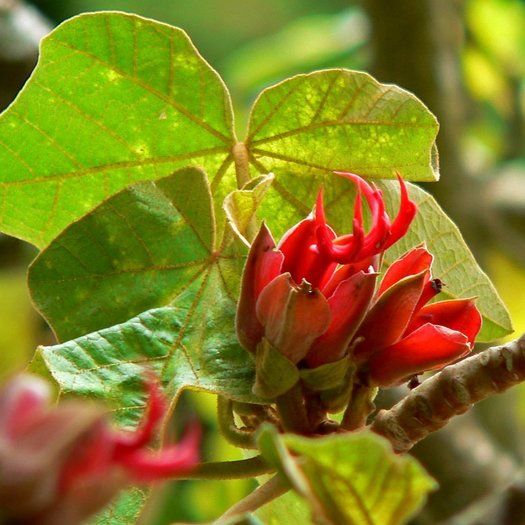 Flower Seeds, Seeds,Seeds For Planting,Plant Seeds