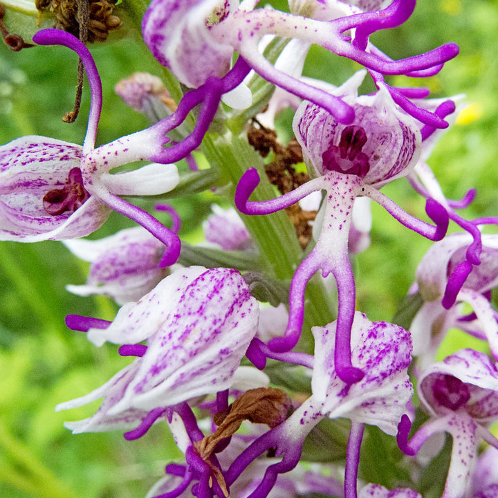 Flower Seeds, Seeds,Seeds For Planting,Plant Seeds