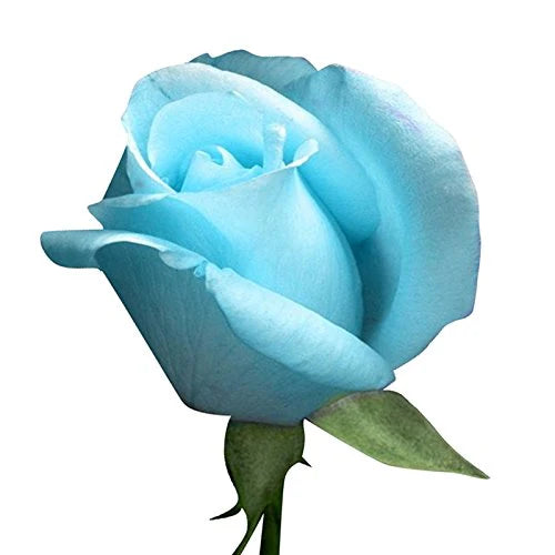 Sky Blue Rose Flower Seeds for Planting – Heirloom, Non-GMO Garden Favorite Organic Garden Seeds