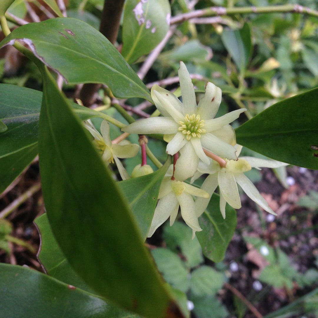 Flower Seeds, Seeds,Seeds For Planting,Plant Seeds