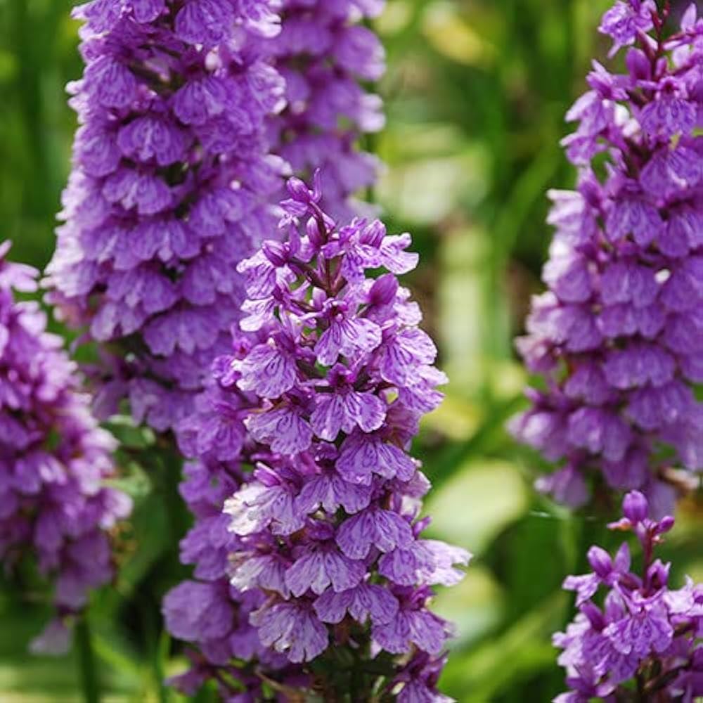 Dactylorhiza Flower Seeds for Planting – Heirloom, Non-GMO, High Germination Organic Garden Seeds