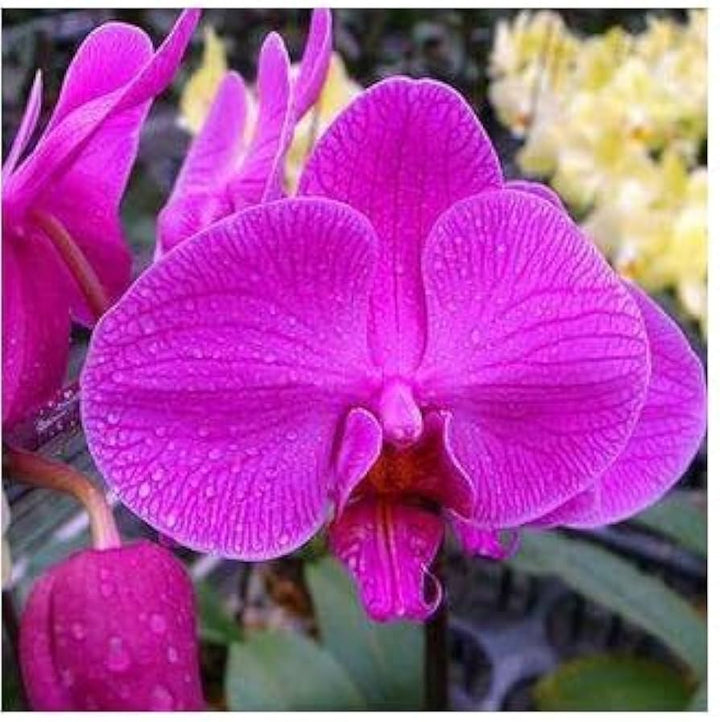 Flower Seeds, Seeds,Seeds For Planting,Plant Seeds