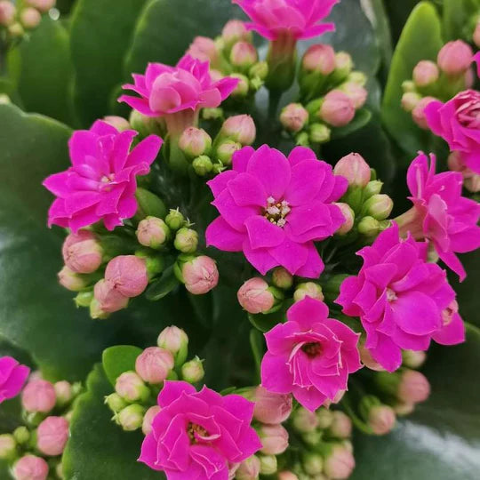 Purple Kalanchoe Flower Seeds for Planting – Long Bloom Season, Heirloom, Non-GMO, High Germination Organic Garden Seeds