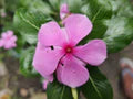 Catharanthus Flower Seeds for Planting – Heirloom, Non-GMO, High Germination Organic Garden Seeds