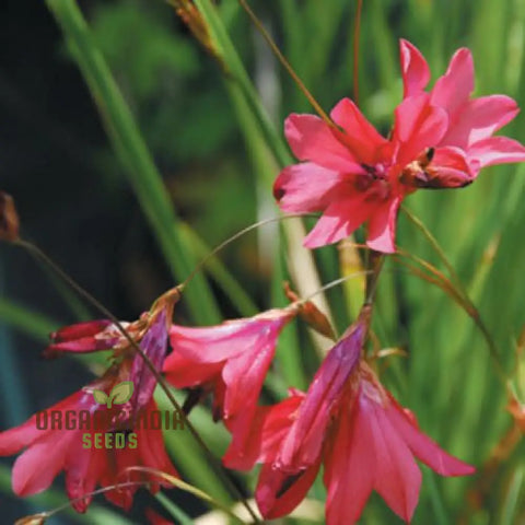 Flower Seeds, Seeds,Seeds For Planting,Plant Seeds