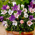 Mixed Balloon Flower Seeds for Planting – Seasonal Bloomer, Heirloom, Non-GMO, High Germination Organic Garden Seeds