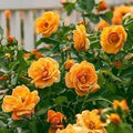 Thick Yellow Rose Flower Seeds for Planting – Heirloom, Non-GMO, High Germination, Organic Garden Seeds