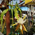 Epiphyllum Anguligar Seeds – Heirloom, Non-GMO, Sun Loving