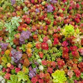 Mix Color Sedum Succulent Flower Seeds for Planting – Heirloom, Non-GMO Drought-Tolerant Organic Garden Seeds