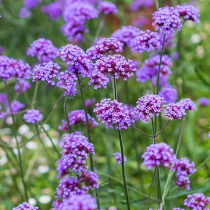 Flower Seeds, Seeds,Seeds For Planting,Plant Seeds