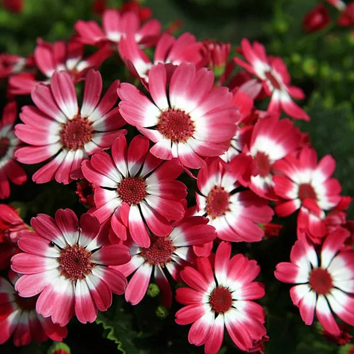 Red Cineraria Flower Seeds for Planting – Heirloom, Non-GMO, High Germination Garden Seeds