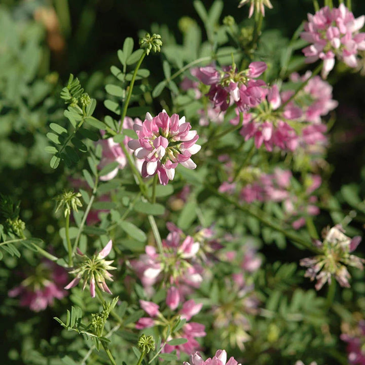 Flower Seeds, Seeds,Seeds For Planting,Plant Seeds