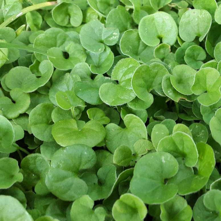Flower Seeds, Seeds,Seeds For Planting,Plant Seeds