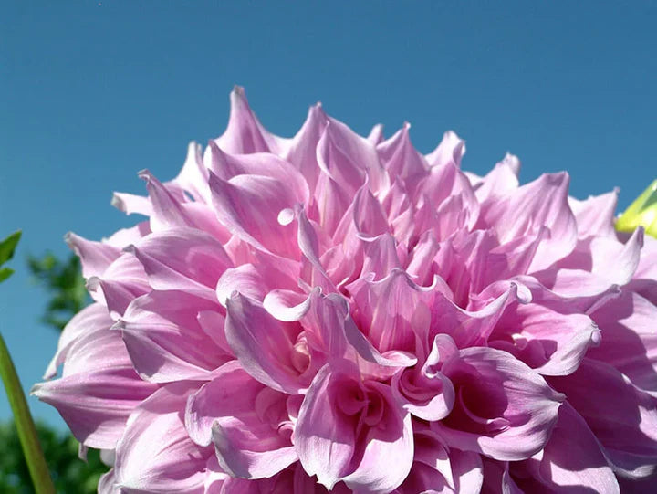 Swan Island Dahlia Flower Seeds for Planting – Heirloom, Non-GMO, High Germination Organic Garden Seeds